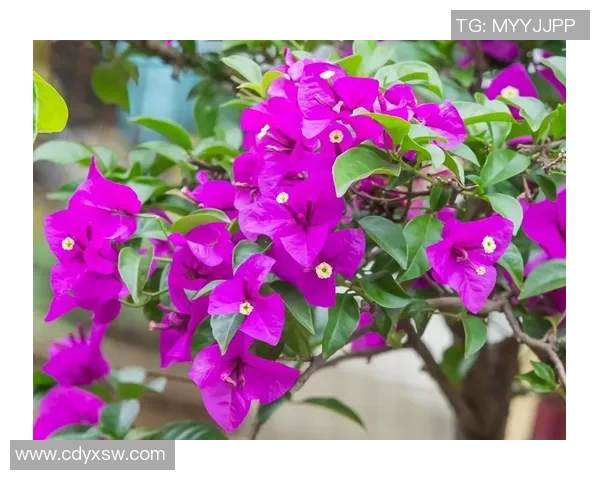 水中庆典:勒沃库森在水底绽放璀璨花朵 水中庆典:勒沃库森在水底绽放璀璨花朵